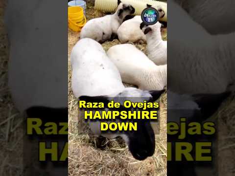 Las Ovejas - Raza 𝗛𝗔𝗠𝗣𝗦𝗛𝗜𝗥𝗘 𝗗𝗢𝗪𝗡 - Concepción, Santander, Capital Lanar de Colombia #shorts