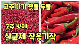 고추따기 첫물 두물 괴산청결고추 홍고추 건고추 판매 고추 방제 살균제 작용기작 [고추재배방법]