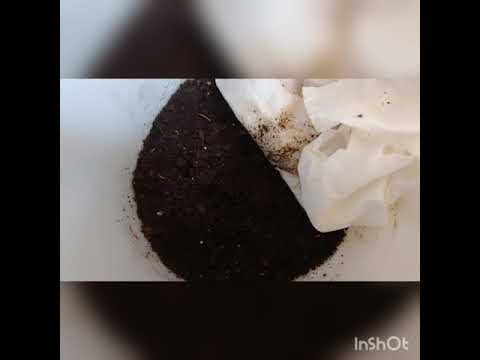 Baiting Out Worms From Harvested Vermicompost