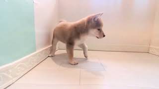 柴犬の動画01