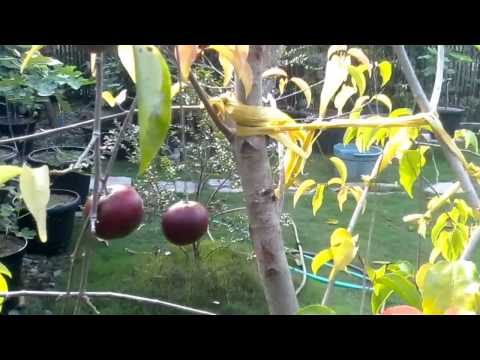 download lagu mp3 mp4 Different Types Of Plums In Australia, download lagu Different Types Of Plums In Australia gratis, unduh video klip Different Types Of Plums In Australia