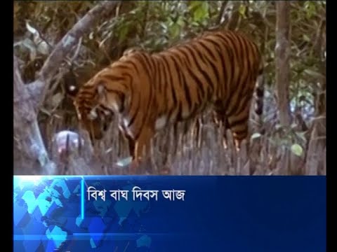 বিশ্ব বাঘ দিবস আজ
