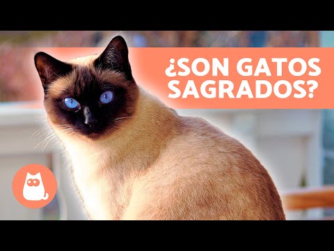 10 Interesting Facts about Siamese Cats 🐱🐾 Discover them!