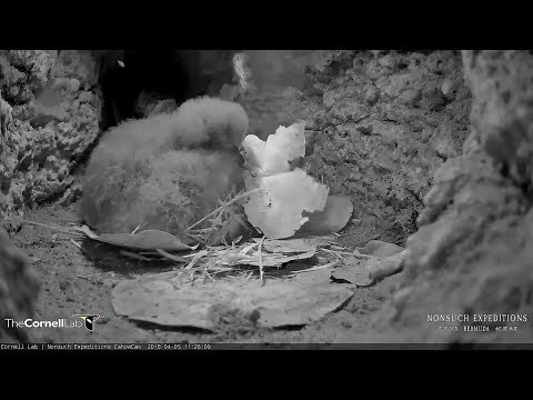 180405 Bermuda Cahow Cam - Very busy