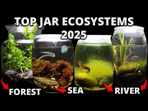 I Put Rivers, Seas and Forests in Jars, Months Later THIS Appeared (Top 2025!)