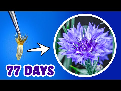 , title : 'Growing Cornflower/Bachelors Button Time Lapse - Seed to Flowers (77 Days)'