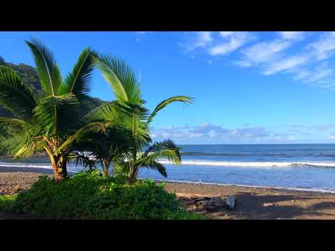 Palm Trees By The Ocean In Hawaii 4K