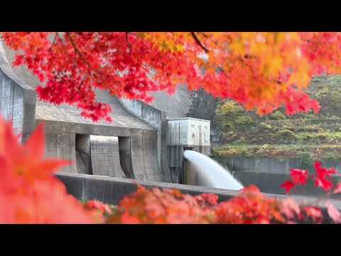 紅葉の間から、月山ダム
