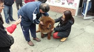 Friendly Tibetan Mastiff Dog in Flushing NY taking pictures with people