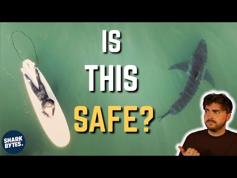 The Reason Sharks IGNORE Surfers in California.