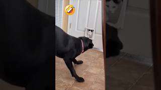 Strange Dogs Being Absolutely Hilarious😂#funny #dog #shorts