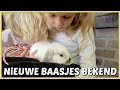 DiT iS HOE WiJ NiEUWE BAASJES VOOR ONZE KONiJNTJES HEBBEN GEKOZEN ? | Bellinga Vlog #2579