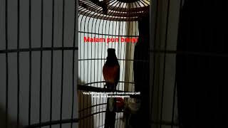 Download lagu ocehan murai batu malam hari,, bikin emosi murai lain mp3 Download lagu ocehan murai batu malam hari,, bikin emosi murai lain mp3