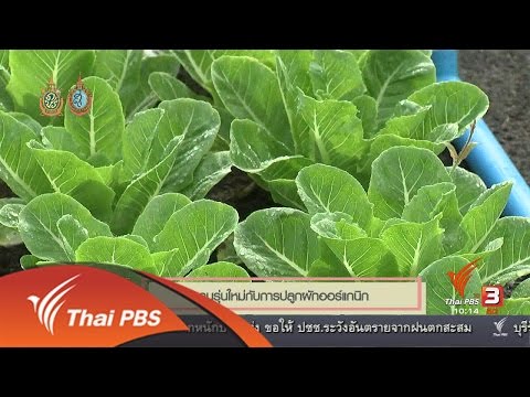 การรักษาทิงเจอร์เห็ดของความอ่อนแอ ค้อนkraplіของ ธ อร์