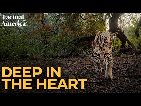 Deep in the Heart of Texas Wildlife (Documentary)