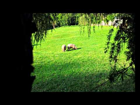 Corul Barbatesc Voitinel - Trist Pastor!