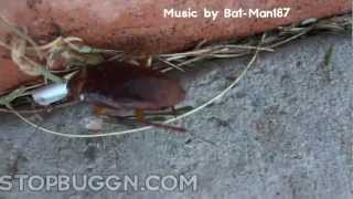 American Cockroach Pest Control in Las Vegas - A Roach