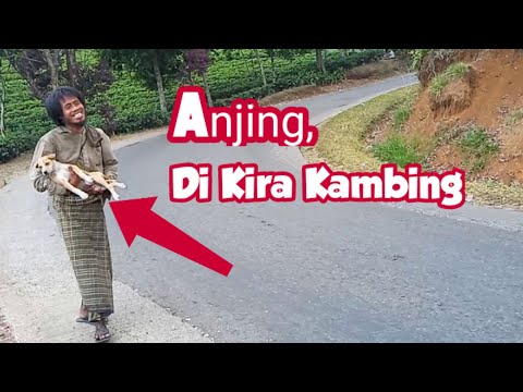 Orang Gila Bawa Anjing | Di Kiranya Kambing!
