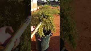 Thank you heavenly father