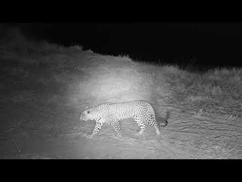 Djuma: Leopard-Hosana male heads towards the lodge area - 06:00 - 07/01/19