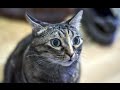 Funny Cats Malfunction 2015 NEW
