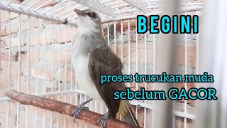 Download lagu BURUNG trucukan muda belajar bunyi Cocok untuk Pancingan 100% Jamin Nyaut mp3 Download lagu BURUNG trucukan muda belajar bunyi Cocok untuk Pancingan 100% Jamin Nyaut mp3