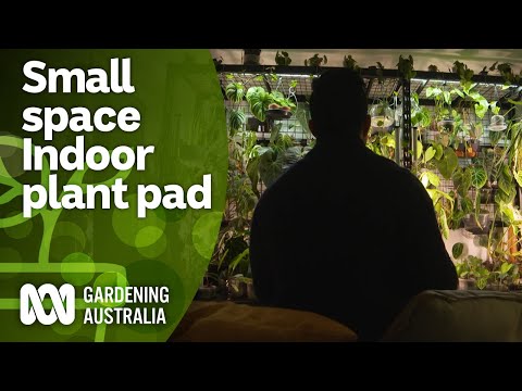 Touring an apartment full of indoor plants | Indoor Plants and Balcony Gardens | Gardening Australia