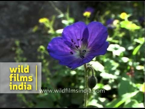 download lagu mp3 mp4 Geranium Pratense Black Beauty, download lagu Geranium Pratense Black Beauty gratis, unduh video klip Geranium Pratense Black Beauty