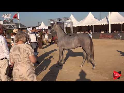 N.108 ARSALAN AL SHAQAB - Menton 2019