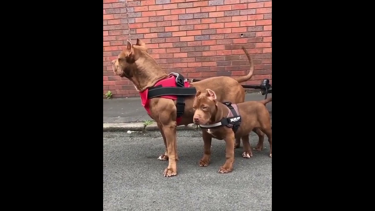 PetVault video preview 05