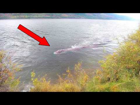 Man Has Just Captured The Clearest Images Of The Loch Ness Monster Ever Taken —And Then They Zoom In