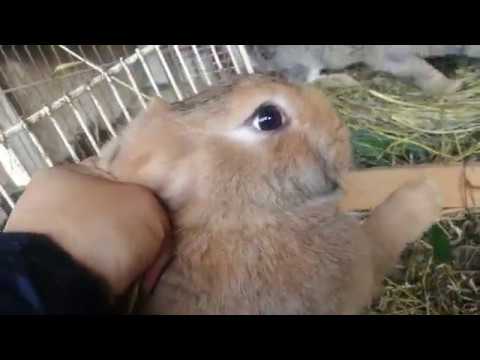 Харгуша 🐰 малум кардем 🤣 бгуз набдай 😂