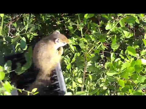 Djuma: Vervet Monkeys and Squirrels - 08:39 - 05/07/20