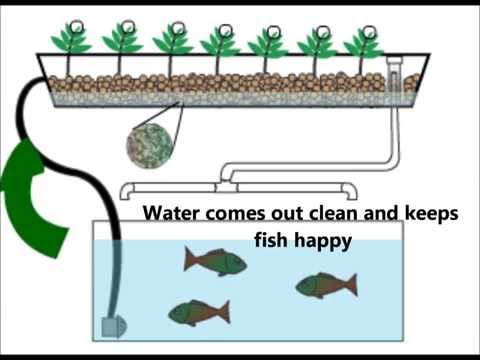 Aquaponic | Aplesi