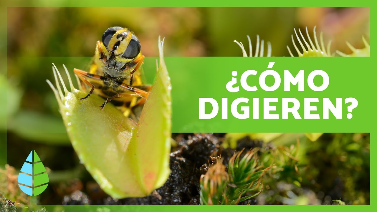 ¿Cómo COMEN las PLANTAS CARNÍVORAS? 🌱🕷️ | Alimentación y Digestión