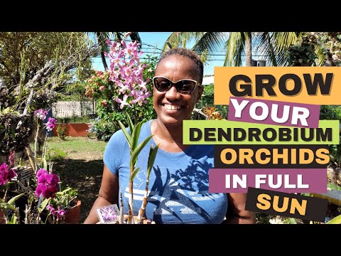 How to Grow Dendrobium Orchids in Full Sun | Orchid Care for Beginners
