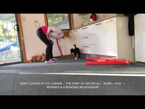 Dog Training using Recaller is perfect for your new puppy - Recaller 8 Zest & Posh