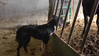 A Typical Chore Time Ritual With Cowdogs