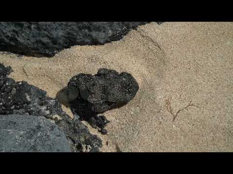 Detectado piche en las Grandes Playas de Corralejo