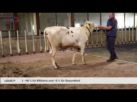 Louis P - Holsteinbulle des Monats August 2023