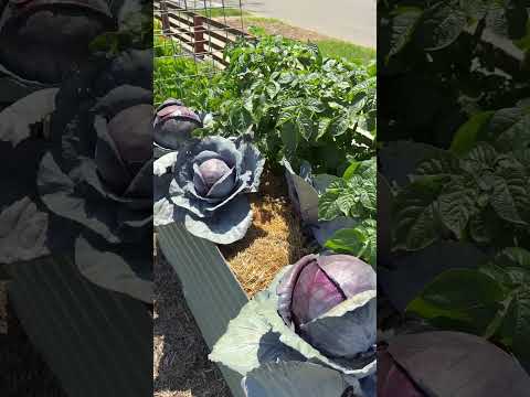 Cultivating Creativity: Gardening as Art & Self-Expression