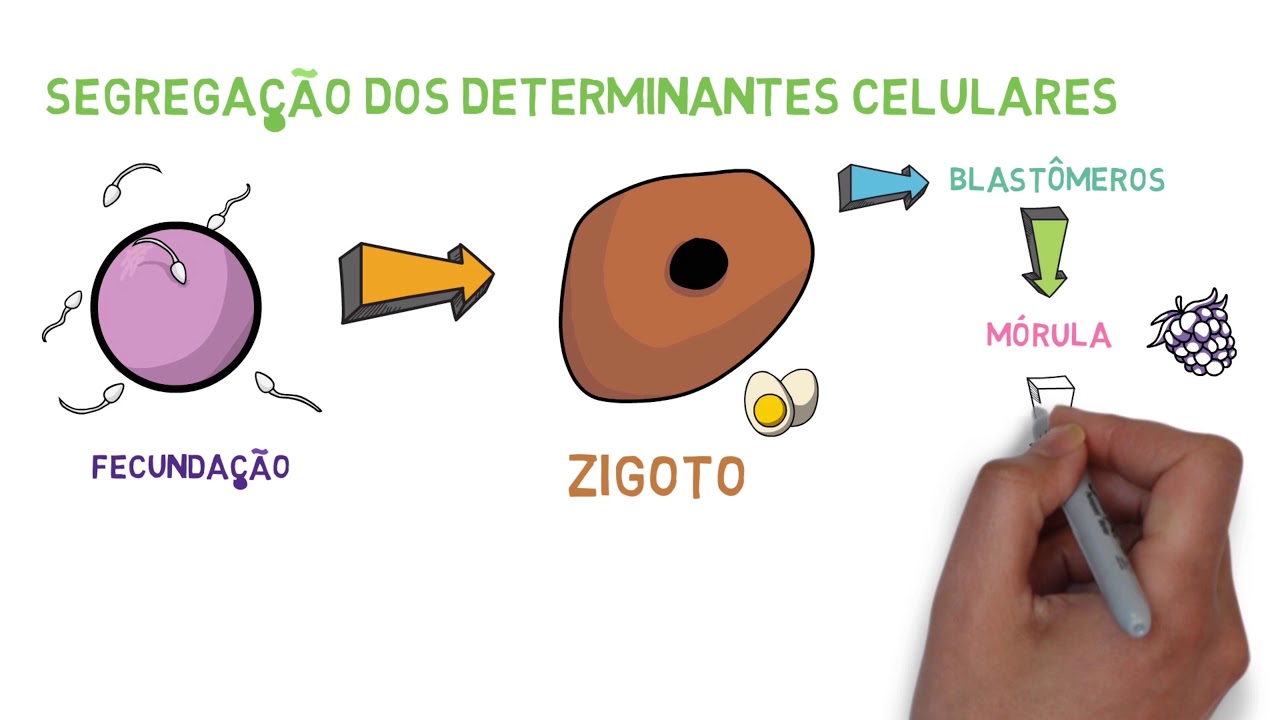Diferenciação Celular