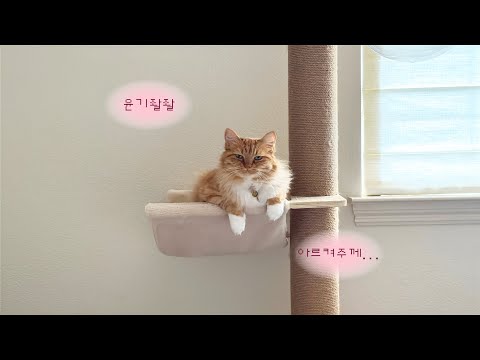 냥빨 사절이지만 윤기는 좔좔