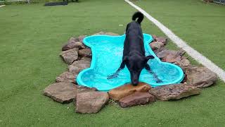 Playtime at Dogs On The Farm & Cats Too!