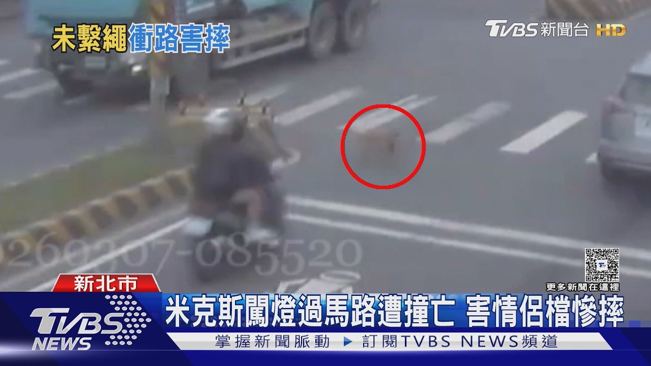 影音/情侶騎車遇米克斯竄出!閃避不及撞上慘摔 狗遭撞亡