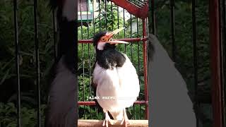 Download lagu Jalak Uren Gacor Jalak Suren Full Isian mp3