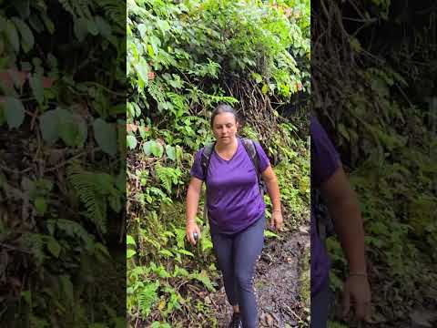 Sendero Los Quetzales, Parque Nacional Volcán Barú. Chiriquí, Panamá
