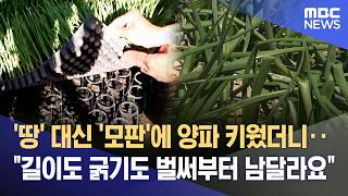 '땅' 대신 '모판'에 양파 키웠더니‥ 길이도 굵기도 벌써부터 남달라요 (2026.04.11/뉴스데스크/대구MBC)