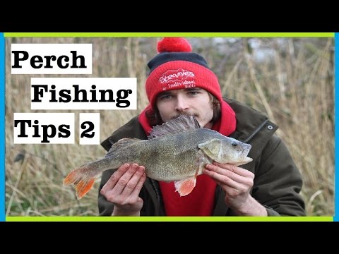 Perch Fishing- Prawn Baits For Big Perch (Quick Tip)