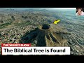 The Tree From Biblical Times Is Found Angels Sliced It